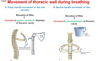 MOVEMENTS OF THE THORACIC WALL AND DIAPHRAGM DURING BREATHING