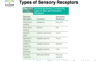 Types of sensory receptors
