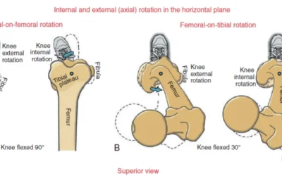 OSTEOKINEMATICS AT THE TIBIOFEMORAL JOINT Internal and External Rotation