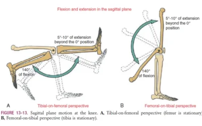 OSTEOKINEMATICS AT THE TIBIOFEMORAL JOINT flexion and extension