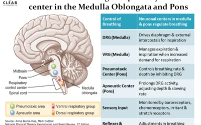 Control of Breathing- Respiratory control center in the Medulla Oblongata and Pons
